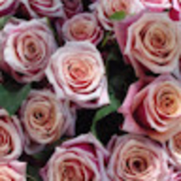 rosefyt